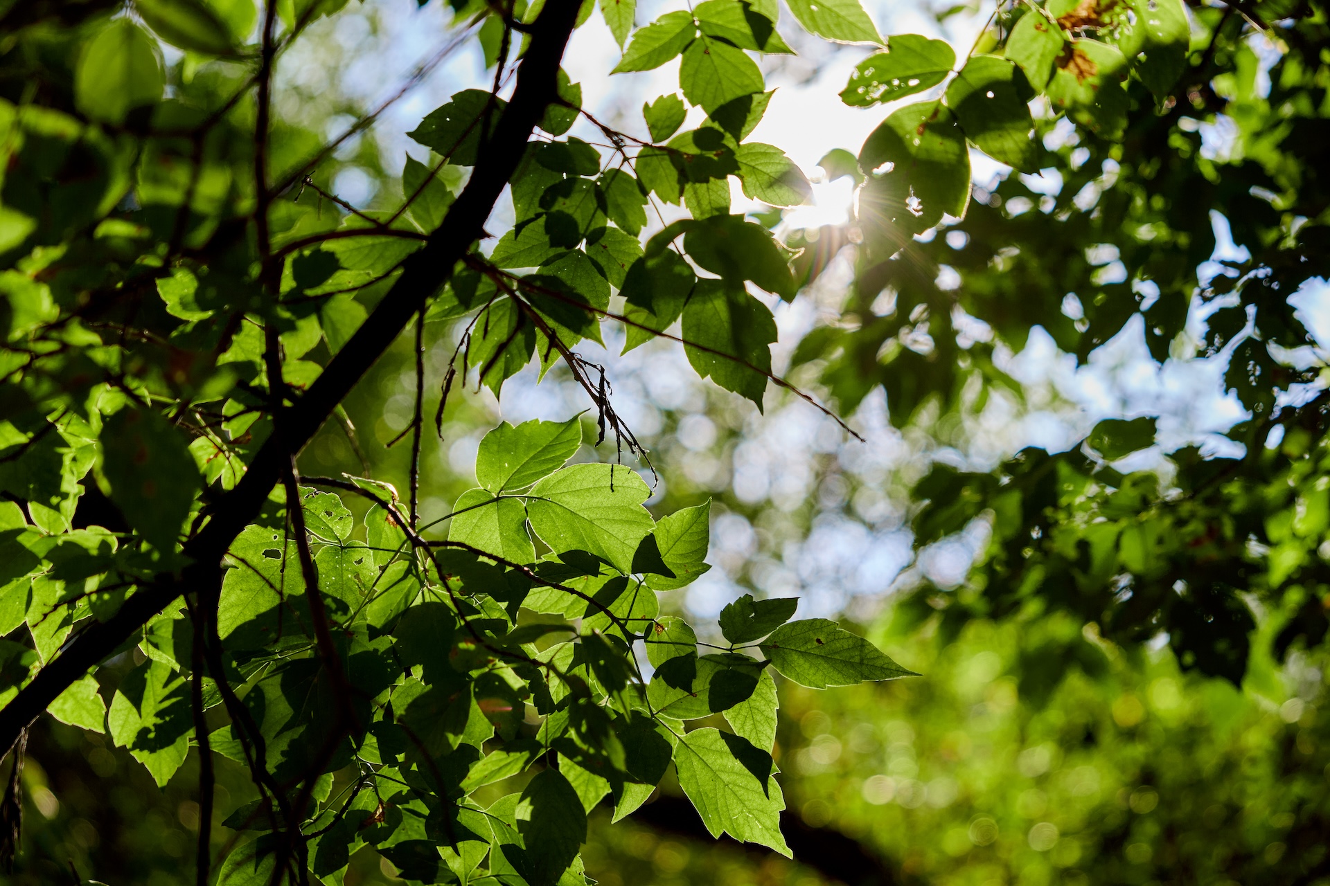 ПЕРВЫЙ ПРОЕКТ ОТ BMS DEVELOPMENT GROUP СТАНЕТ ЭКОПОЛИСОМ В ОКРУЖЕНИИ ЗЕЛЕНЫХ ИСТОРИЧЕСКИХ ДЕРЕВЬЕВ